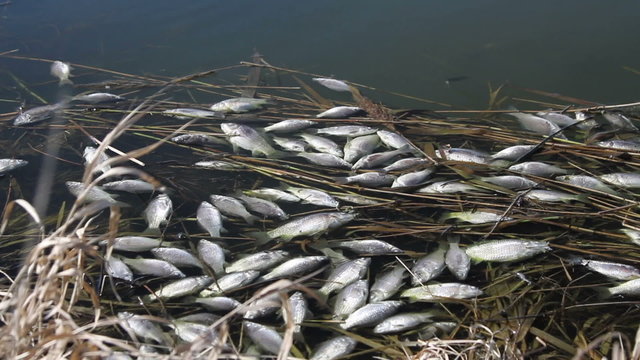 dead fish on the surface of a water