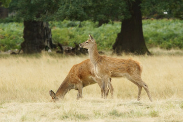 Red Deer, Deer, Cervus elaphus