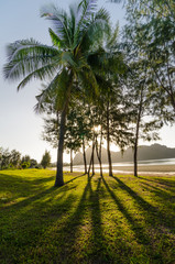 coconut tree and pine tree lay a shadow on grass on the beach