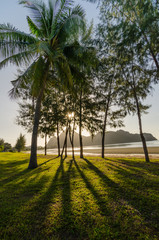 Fototapeta premium coconut tree and pine tree lay a shadow on grass on the beach