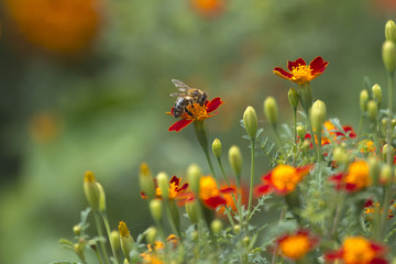 bee on flowers with disharp natural background
