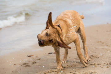 Labrador Retriever Hund schüttelt sich trocken