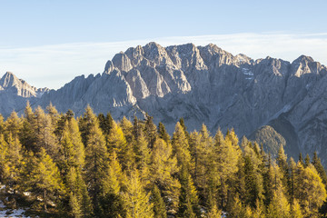 Larch tree forest