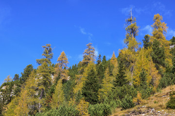 Larch tree woods