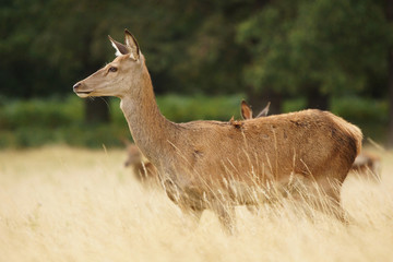 Red Deer, Deer, Cervus elaphus