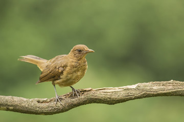 Obraz premium Clay-colored Thrush-Juvenile