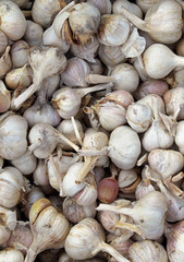 Raw garlic pile