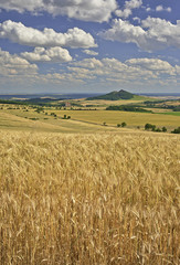 Fototapeta na wymiar Agricultural landscape