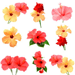 Collection of colored hibiscus with leaves