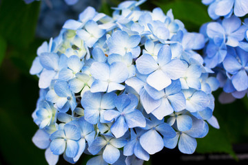 Blue Hydrangea flowers