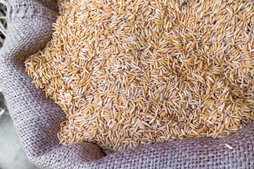 Pile of paddy in fabric sack
