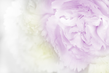 sweet color carnation in soft and blur style for background