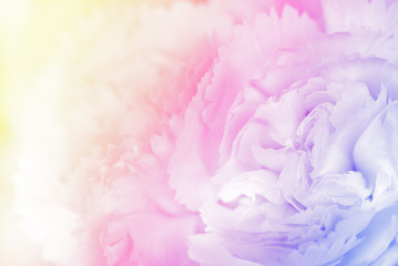 sweet color carnation in soft and blur style for background