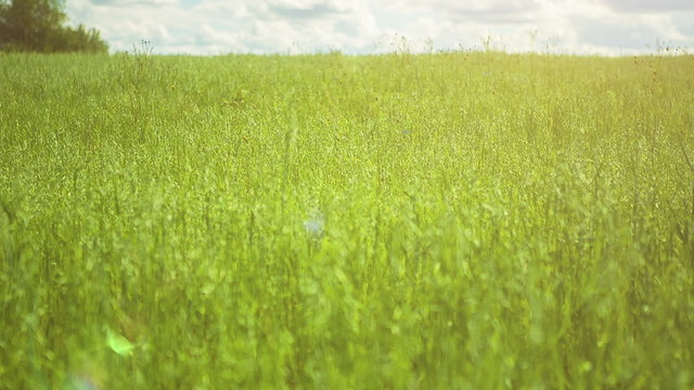 Green Field in Sunlight. HD 1080p.