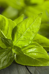 Fresh Green Organic Basil