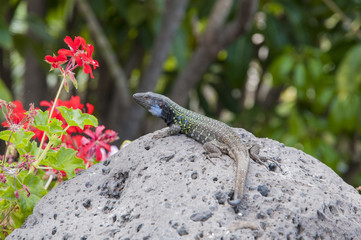 Canarian lizard