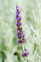 Single blue lavender flower