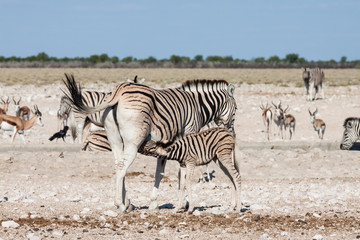 Fototapeta na wymiar Steppenzebra (Equus quagga burchelli), Mutter mit Jungem