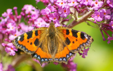 Fototapeta premium A Tortoiseshell Butterfly feeding on a purple Buddleja