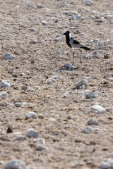 Stelzenläufer (Himantopus himantopus)