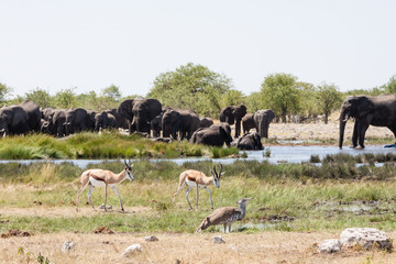 Elefanten (Loxodonta Africana) am Wasserloch