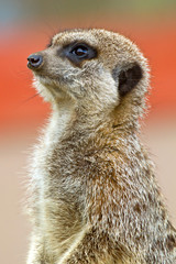 Meercat