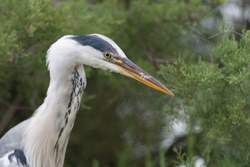 Graureiher, Grey heron, Ardea cinerea
