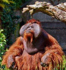 Bornean Orang utan