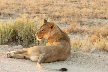 Fototapeta na wymiar Löwin liegt im Sonnenuntergang auf der Straße