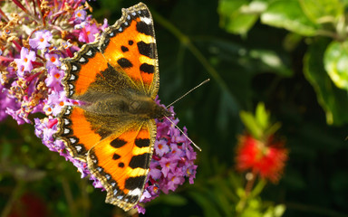 A Tortoiseshell Butterfly feeding on a purple Buddleja