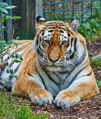 Amur Tiger
