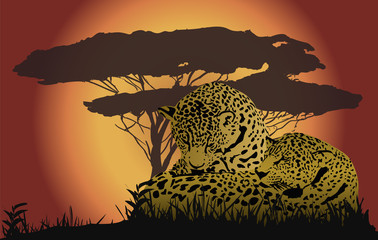 Two leopards © kopecky76