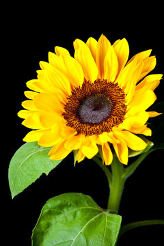 Sunflower in black background