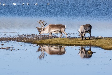 Wild reindeers by the lake - Spitsbergen