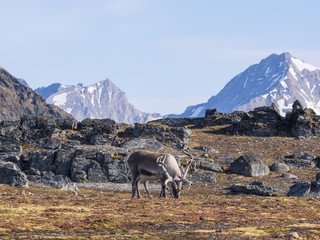 Wild reindeer in Arctic tundra - Svalbard © Incredible Arctic