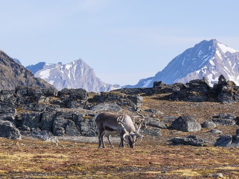 Wild reindeer in Arctic tundra - Svalbard