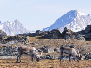 Wild reindeers and Arctic tundra - Spitsbergen, Svalbard