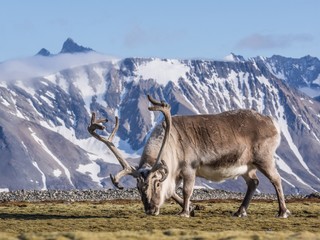 Wild Arctic reindeer at the front of the mountains - obrazy, fototapety, plakaty