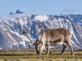 Poster Wild Arctic reindeer at the front of the mountains © Incredible Arctic