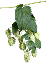 Bunch of hops on the stem