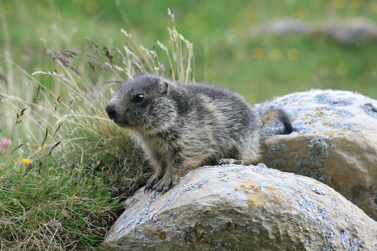 marmotton