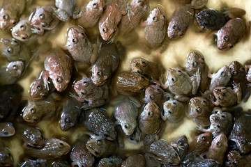 Baby Frogs bar in box wait for sell at frog farm.