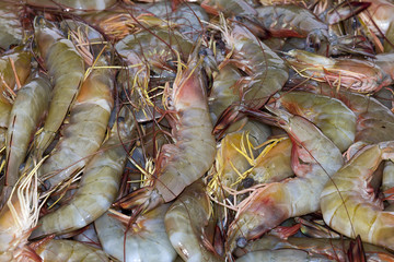 Pile Fresh Shrimp in basin at supper market.Top view shot.