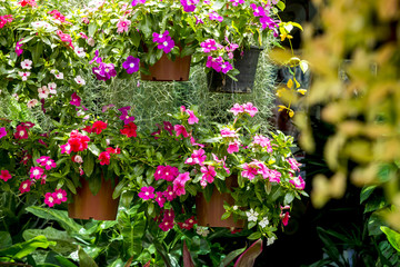Fototapeta na wymiar Foliage plant for Decorate in garden at home.