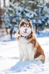 siberian husky dog winter portrait