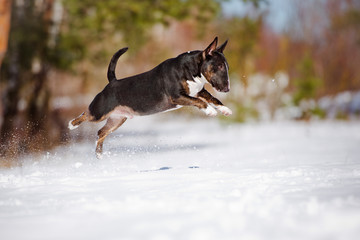 english bull terrier jumps