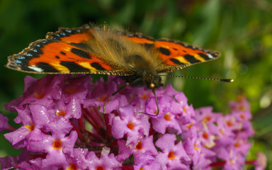 Obraz premium A Tortoiseshell Butterfly feeding on a purple Buddleja