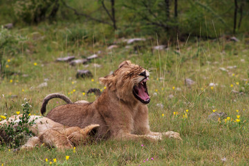 Young lions relaxing