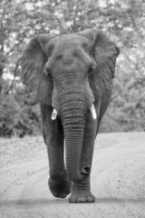 Angry and dangerous elephant bull charge along dirt road artisti