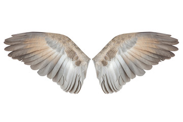 Wings